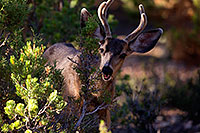 /images/133/2014-08-18-gc-deer-1dx_8454.jpg - #12161: Deer in Grand Canyon … August 2014 -- Grand Canyon, Arizona