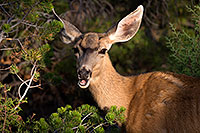 /images/133/2014-08-30-gc-deer-1dx_0444.jpg - #12185: Mule Deer in Grand Canyon … August 2014 -- Grand Canyon, Arizona