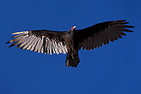 /images/133/2014-09-01-gc-vultures-1dx_2173.jpg - #12192: Vulture in flight in Grand Canyon … September 2014 -- Grand Canyon, Arizona