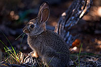/images/133/2014-09-13-gc-bunny-1dx_3638.jpg - #12196: Young rabbit in Grand Canyon … Sept 2014 -- Grand Canyon, Arizona