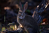 /images/133/2014-09-13-gc-bunny-1dx_3654.jpg - #12196: Young rabbit in Grand Canyon … Sept 2014 -- Grand Canyon, Arizona