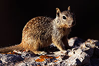 /images/133/2014-09-14-gc-squirrels-1dx_6044.jpg - #12205: Squirrels in Grand Canyon … September 2014 -- Grand Canyon, Arizona