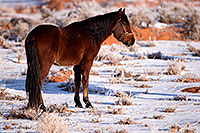 /images/133/2015-01-09-monvalley-horses-1dx_1072.jpg - #12344: Monument Valley, Utah … January 2015 -- Monument Valley, Utah