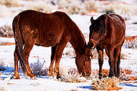 /images/133/2015-01-09-monvalley-horses-1dx_1223.jpg - #12347: Monument Valley, Utah … January 2015 -- Monument Valley, Utah