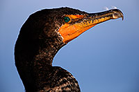 /images/133/2015-01-19-lajolla-cormorants-1dx_3258.jpg - #12396: Cormorant in California … January 2015 -- La Jolla, California