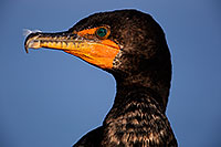 /images/133/2015-01-19-lajolla-cormorants-1dx_3285.jpg - #12397: Cormorant in California … January 2015 -- La Jolla, California
