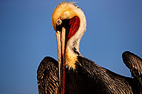 /images/133/2015-01-19-lajolla-pelicans-1dx_2499.jpg - #12398: Pelican in California … January 2015 -- La Jolla, California