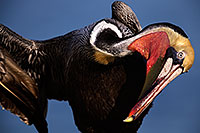 /images/133/2015-01-19-lajolla-pelicans-1dx_2989.jpg - #12399: Pelican in California … January 2015 -- La Jolla, California