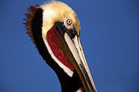 /images/133/2015-01-19-lajolla-pelicans-1dx_3008.jpg - #12400: Pelican in California … January 2015 -- La Jolla, California