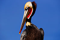 /images/133/2015-01-19-lajolla-pelicans-1dx_3046.jpg - #12401: Pelican in California … January 2015 -- La Jolla, California