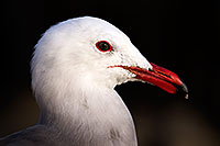 /images/133/2015-01-19-lajolla-seagulls-1dx_2599.jpg - #12402: Seagull in California … January 2015 -- La Jolla, California