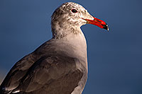 /images/133/2015-01-19-lajolla-seagulls-1dx_2959.jpg - #12403: Seagull in California … January 2015 -- La Jolla, California