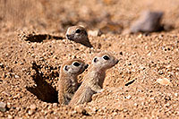 /images/133/2015-05-08-creatures-31-44-5d3_0233.jpg - #12403: Round Tailed Ground Squirrels in Tucson … May 2015 -- Tucson, Arizona