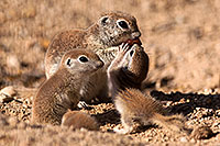/images/133/2015-05-08-creatures-46-51-5d3_0652.jpg - #12404: Round Tailed Ground Squirrels in Tucson … May 2015 -- Tucson, Arizona