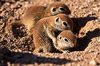 /images/133/2015-05-08-creatures-5d3_1052.jpg - #12406: Round Tailed Ground Squirrels in Tucson … May 2015 -- Tucson, Arizona