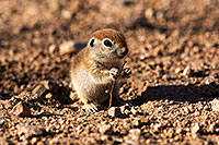 /images/133/2015-05-08-creatures-5d3_1267.jpg - #12411: Round Tailed Ground Squirrels in Tucson … May 2015 -- Tucson, Arizona