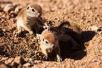 /images/133/2015-05-08-creatures-767-5d3_0859.jpg - #12412: Round Tailed Ground Squirrels in Tucson … May 2015 -- Tucson, Arizona