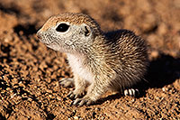 /images/133/2015-05-09-creatures-5d3_0476.jpg - #12413: Round Tailed Ground Squirrels in Tucson … May 2015 -- Tucson, Arizona