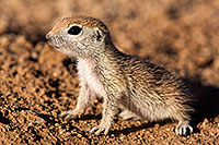 /images/133/2015-05-09-creatures-5d3_0486.jpg - #12414: Round Tailed Ground Squirrels in Tucson … May 2015 -- Tucson, Arizona