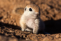 /images/133/2015-05-09-creatures-5d3_0529.jpg - #12415: Round Tailed Ground Squirrels in Tucson … May 2015 -- Tucson, Arizona