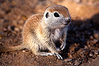/images/133/2015-05-09-creatures-5d3_0556.jpg - #12416: Round Tailed Ground Squirrels in Tucson … May 2015 -- Tucson, Arizona