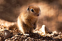 /images/133/2015-05-09-creatures-5d3_1687.jpg - #12418: Round Tailed Ground Squirrels in Tucson … May 2015 -- Tucson, Arizona