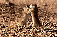 /images/133/2015-05-10-creatures-2fig-5d3_1179.jpg - #12421: Round Tailed Ground Squirrels in Tucson … May 2015 -- Tucson, Arizona