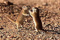/images/133/2015-05-10-creatures-2fig-5d3_1181.jpg - #12422: Round Tailed Ground Squirrels in Tucson … May 2015 -- Tucson, Arizona