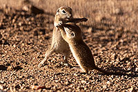 /images/133/2015-05-10-creatures-2fig-5d3_1184.jpg - #12423: Round Tailed Ground Squirrels in Tucson … May 2015 -- Tucson, Arizona