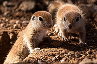 /images/133/2015-05-10-creatures-47-5d3_0754.jpg - #12424: Round Tailed Ground Squirrels in Tucson … May 2015 -- Tucson, Arizona
