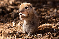 /images/133/2015-05-10-creatures-5d3_0833.jpg - #12424: Round Tailed Ground Squirrels in Tucson … May 2015 -- Tucson, Arizona