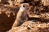 /images/133/2015-05-10-creatures-5d3_0885.jpg - #12426: Round Tailed Ground Squirrels in Tucson … May 2015 -- Tucson, Arizona