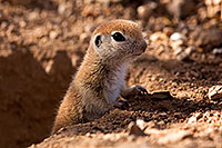 /images/133/2015-05-10-creatures-5d3_0911.jpg - #12426: Round Tailed Ground Squirrels in Tucson … May 2015 -- Tucson, Arizona
