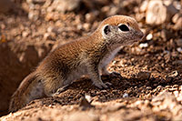 /images/133/2015-05-10-creatures-5d3_0914.jpg - #12428: Round Tailed Ground Squirrels in Tucson … May 2015 -- Tucson, Arizona
