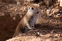 /images/133/2015-05-10-creatures-5d3_0920.jpg - #12428: Round Tailed Ground Squirrels in Tucson … May 2015 -- Tucson, Arizona
