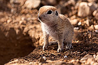 /images/133/2015-05-10-creatures-5d3_0923.jpg - #12430: Round Tailed Ground Squirrels in Tucson … May 2015 -- Tucson, Arizona