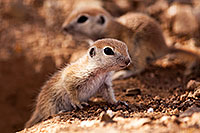 /images/133/2015-05-10-creatures-5d3_0941.jpg - #12430: Round Tailed Ground Squirrels in Tucson … May 2015 -- Tucson, Arizona