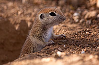 /images/133/2015-05-10-creatures-5d3_0953.jpg - #12433: Round Tailed Ground Squirrels in Tucson … May 2015 -- Tucson, Arizona