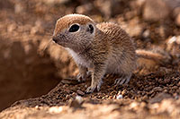 /images/133/2015-05-10-creatures-5d3_0957.jpg - #12434: Round Tailed Ground Squirrels in Tucson … May 2015 -- Tucson, Arizona