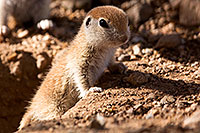 /images/133/2015-05-10-creatures-5d3_747.jpg - #12439: Round Tailed Ground Squirrels in Tucson … May 2015 -- Tucson, Arizona