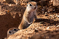 /images/133/2015-05-10-creatures-5d3_878.jpg - #12441: Round Tailed Ground Squirrels in Tucson … May 2015 -- Tucson, Arizona