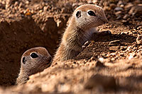 /images/133/2015-05-10-creatures-98-5d3_0896.jpg - #12442: Round Tailed Ground Squirrels in Tucson … May 2015 -- Tucson, Arizona