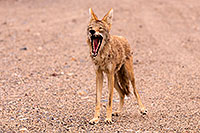 /images/133/2015-07-04-dv-coyotes-6d_2826.jpg - #12481: Coyote in Death Valley, California … July 2015 -- Death Valley, California