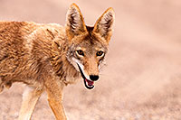 /images/133/2015-07-04-dv-coyotes-6d_2855.jpg - #12484: Coyote in Death Valley, California … July 2015 -- Death Valley, California