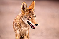 /images/133/2015-07-04-dv-coyotes-6d_2869.jpg - #12486: Coyote in Death Valley, California … July 2015 -- Death Valley, California