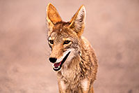 /images/133/2015-07-04-dv-coyotes-6d_2876.jpg - #12487: Coyote in Death Valley, California … July 2015 -- Death Valley, California