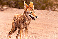 /images/133/2015-07-04-dv-coyotes-6d_2952.jpg - #12493: Coyote in Death Valley, California … July 2015 -- Death Valley, California