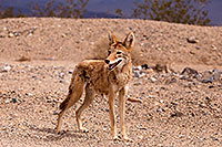 /images/133/2015-07-04-dv-coyotes-6d_2956.jpg - #12494: Coyote in Death Valley, California … July 2015 -- Death Valley, California
