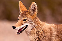/images/133/2015-07-04-dv-coyotes-6d_2969.jpg - #12495: Coyote in Death Valley, California … July 2015 -- Death Valley, California