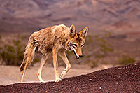 /images/133/2015-07-04-dv-coyotes-6d_3048.jpg - #12497: Coyote in Death Valley, California … July 2015 -- Death Valley, California